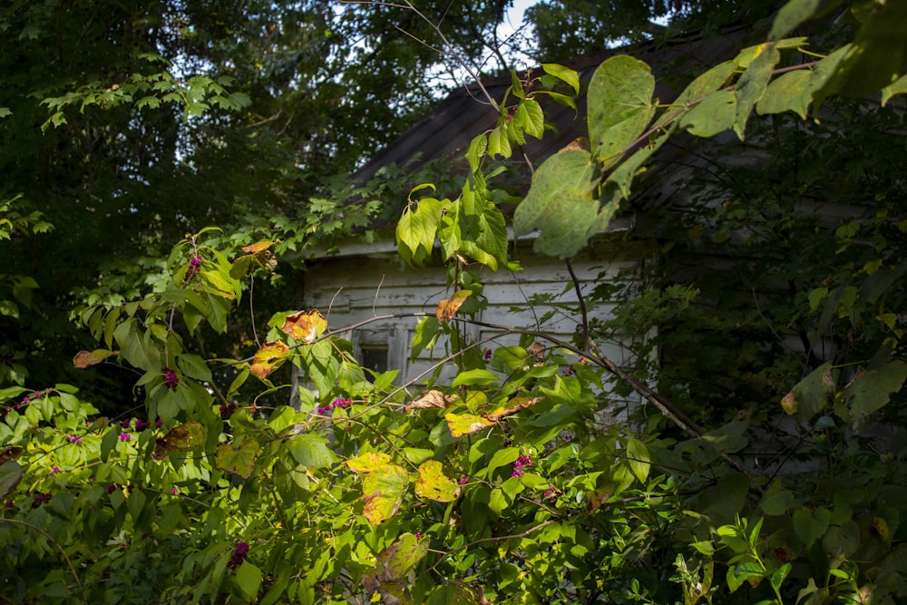 a house is surrounded by trees and bushes