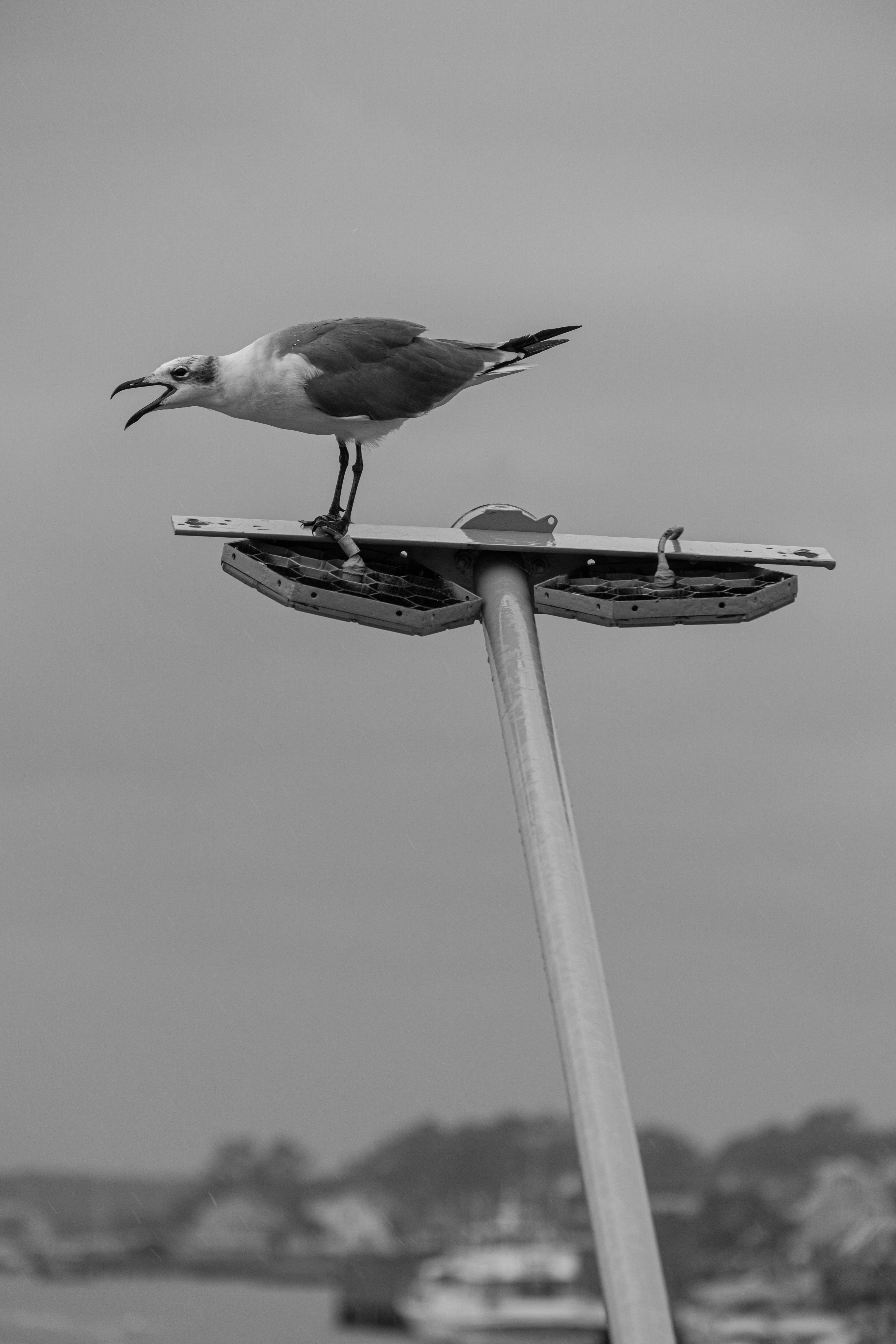a black and white photo of a seagull sitting on top of a street