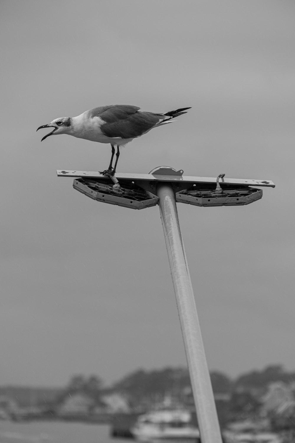a black and white photo of a seagull sitting on top of a street