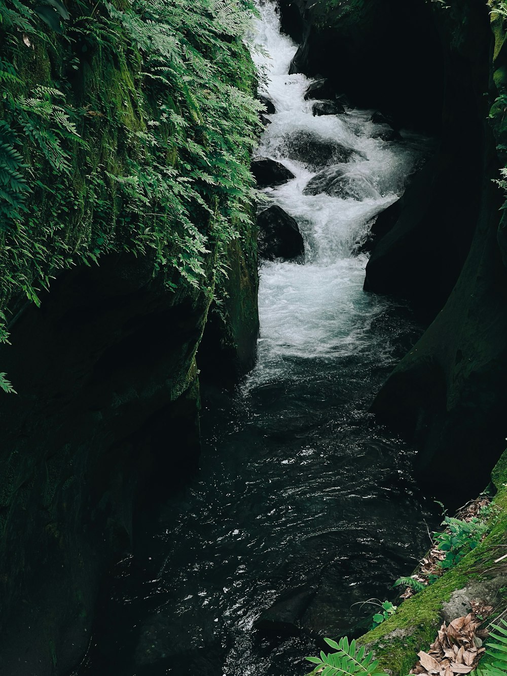 a river flowing through a lush green forest