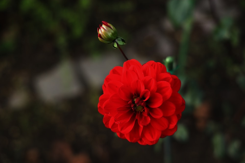 a close up of a red flower with a blurry background