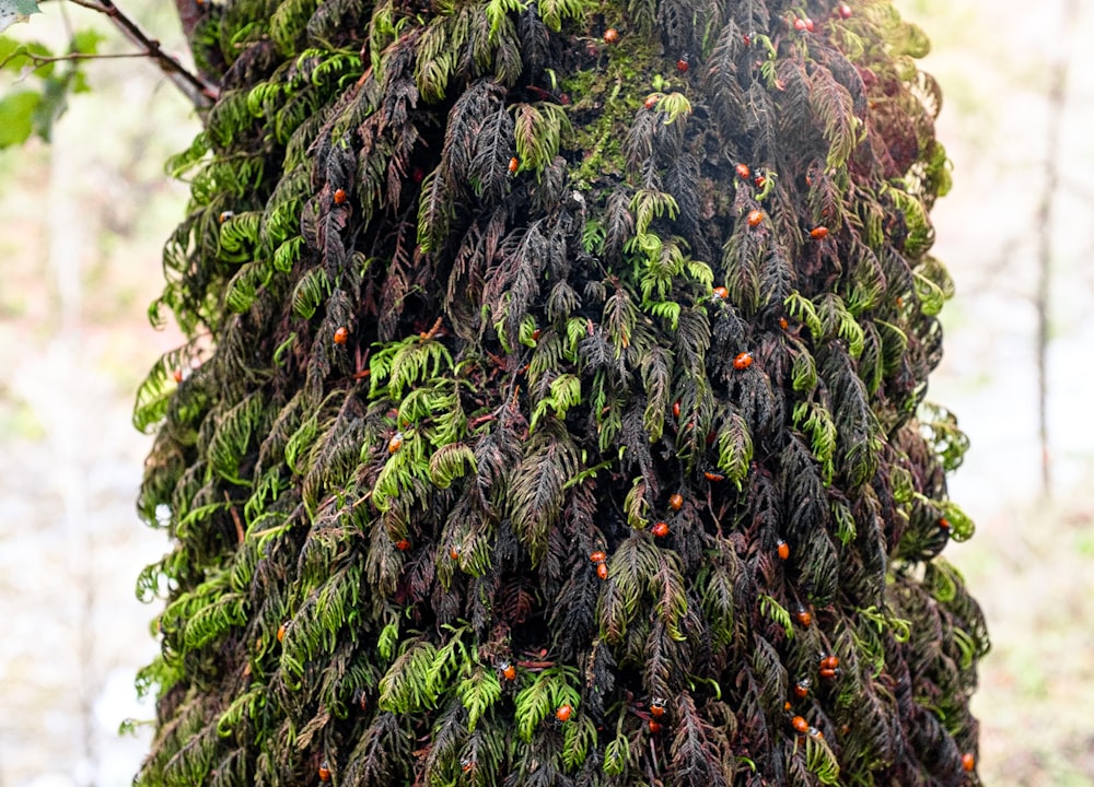 a large tree covered in lots of green leaves