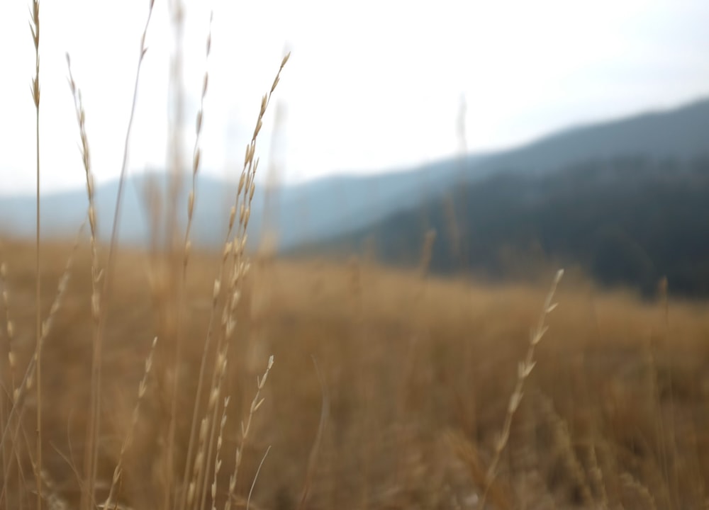 a field of tall grass with mountains in the background