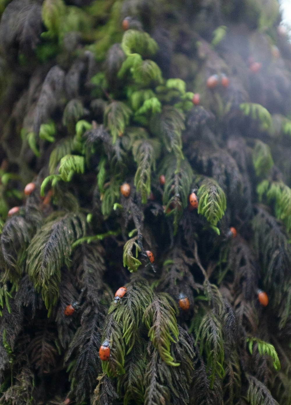 a close up of a tree with lots of green leaves