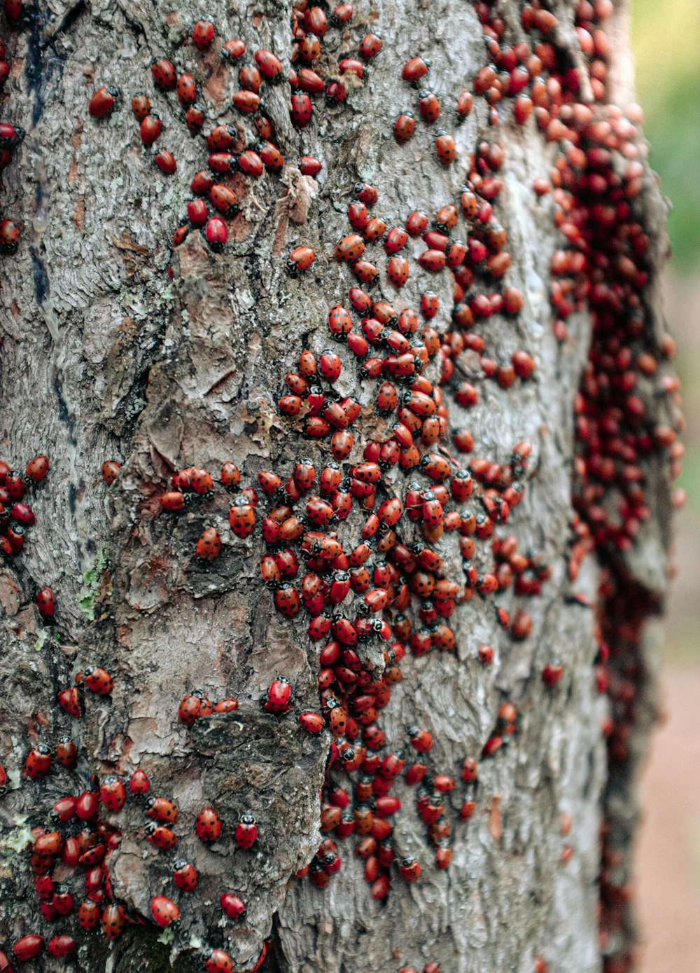 un arbre avec de nombreuses baies rouges dessus