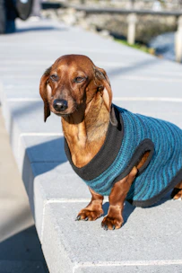 Happy dog wearing a colorful handmade sweater sitting in a sunlit garden.