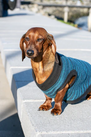 A happy dog wearing a colorful custom-made sweater sitting in a sunny garden.