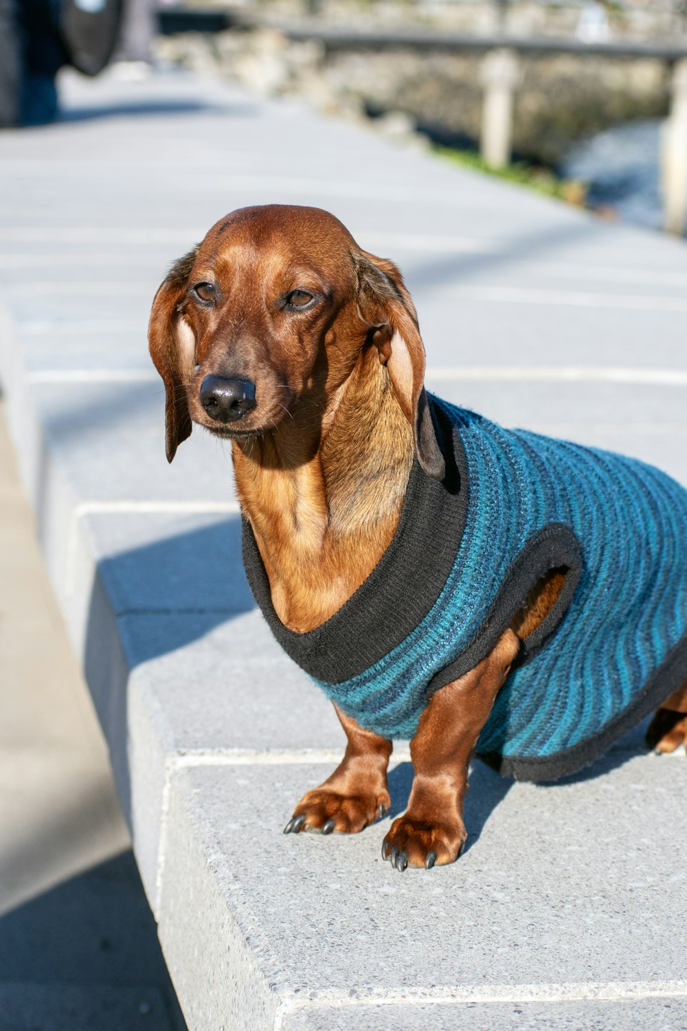 Ein Dackel im Pullover sitzt auf einer Betonbank