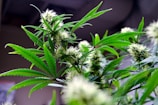 A close-up shot of a cannabis plant with vibrant green leaves and clusters of white, spiky flowers. The background is out of focus, highlighting the details of the plant's foliage and flowers.