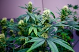 Cannabis plants with dense clusters of buds covered in pistils are surrounded by fan-shaped leaves. The plants display vibrant shades of green against a neutral background.