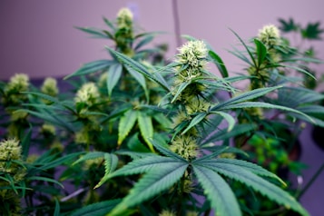 Cannabis plants with dense clusters of buds covered in pistils are surrounded by fan-shaped leaves. The plants display vibrant shades of green against a neutral background.
