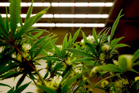 Dense green foliage of cannabis plants with visible buds is placed under bright artificial grow lights. The light source is structured in a grid pattern, providing illuminated rows. The perspective is from below, looking upwards through the plant leaves.