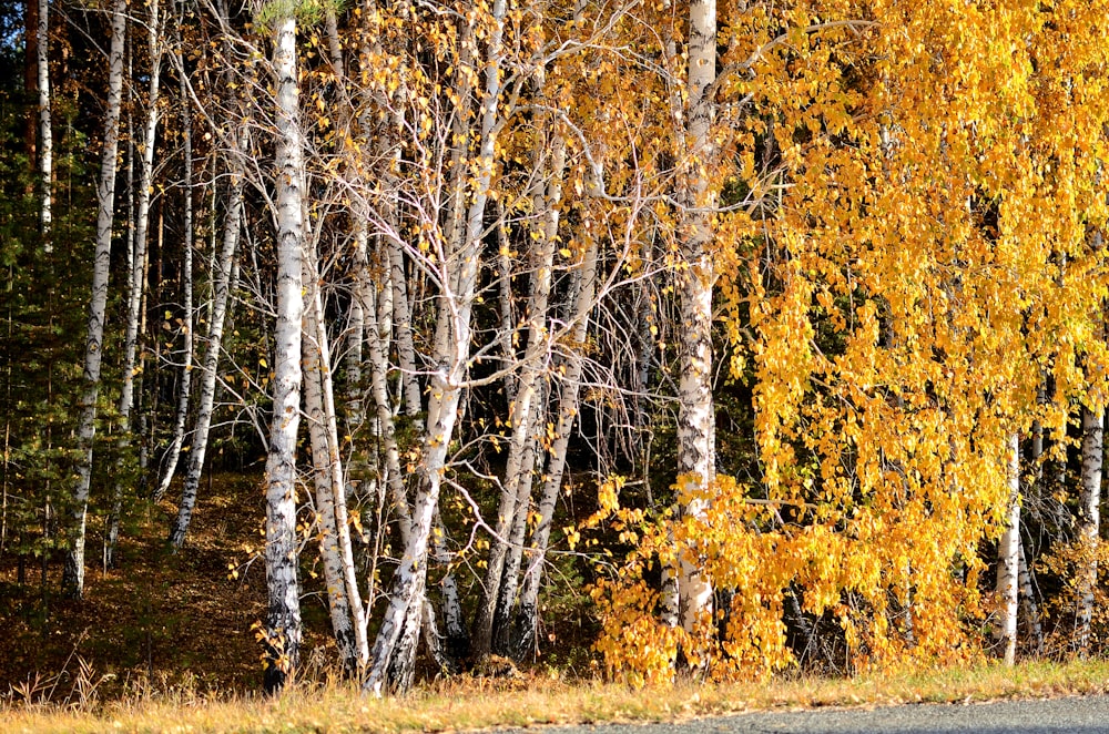 a forest filled with lots of trees next to a road