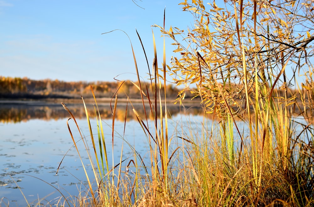 a body of water surrounded by tall grass