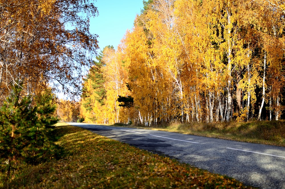 a road surrounded by trees with yellow and orange leaves