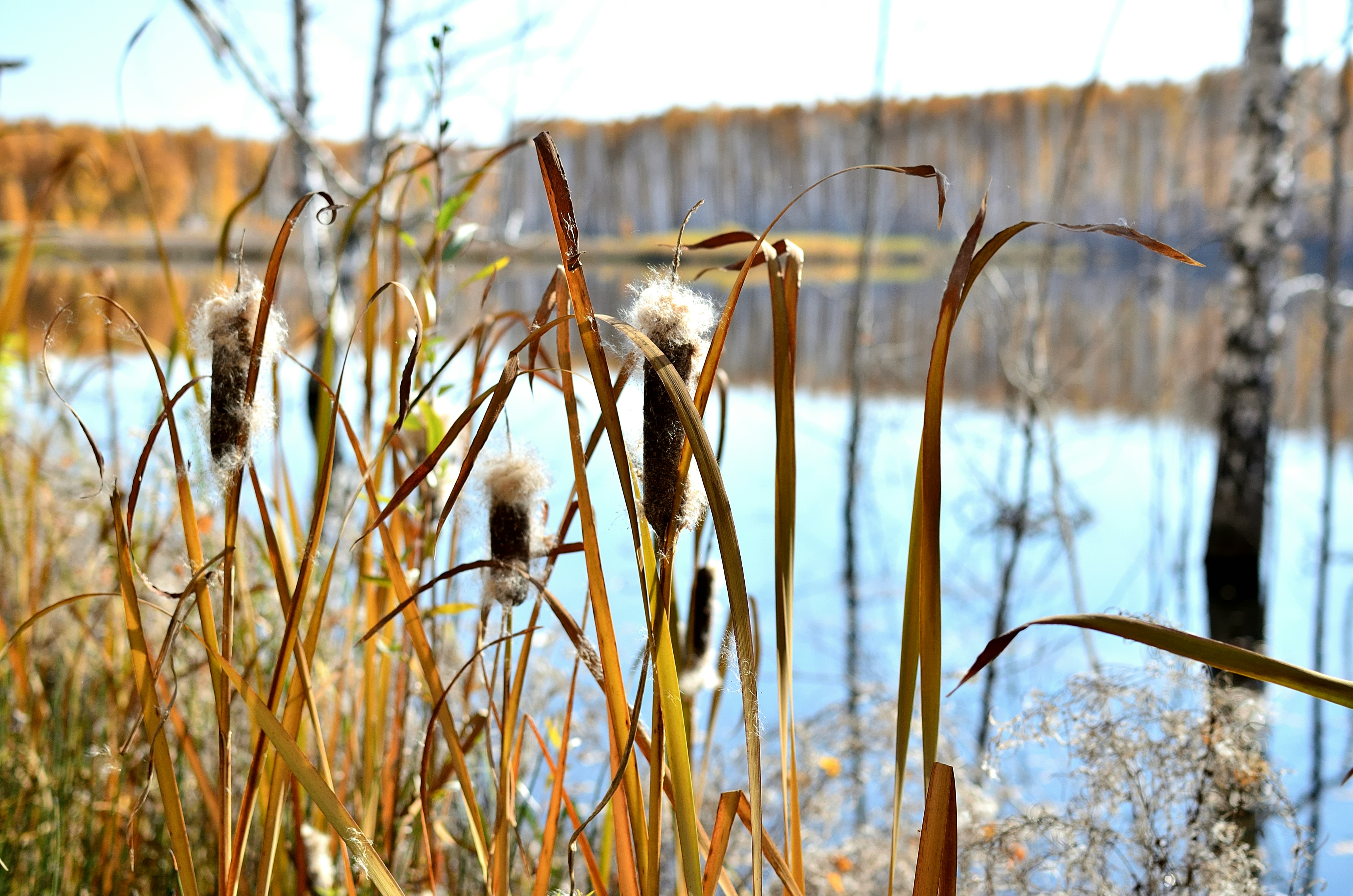 a view of a body of water from a grassy area