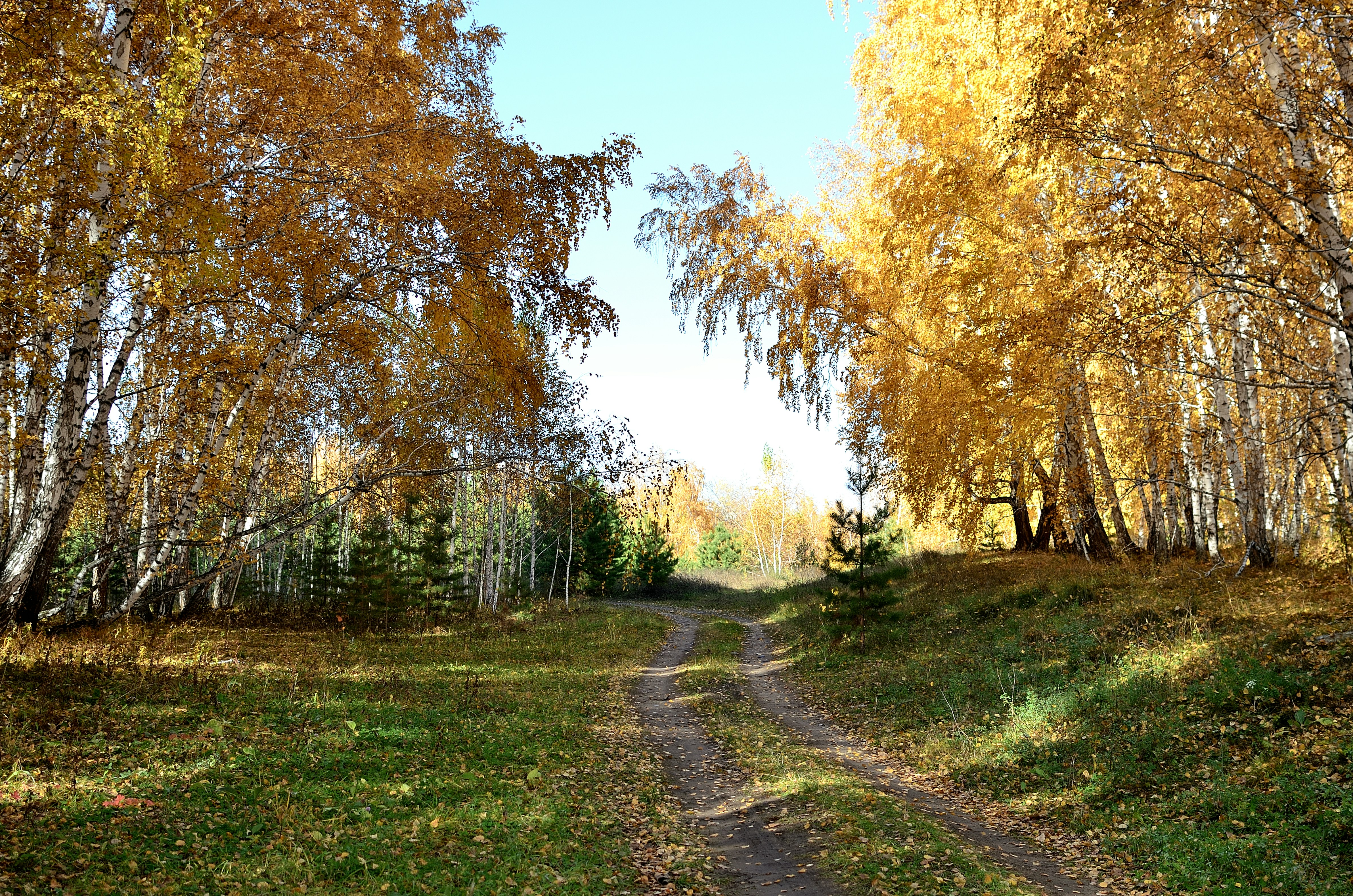 a dirt road surrounded by trees with yellow leaves