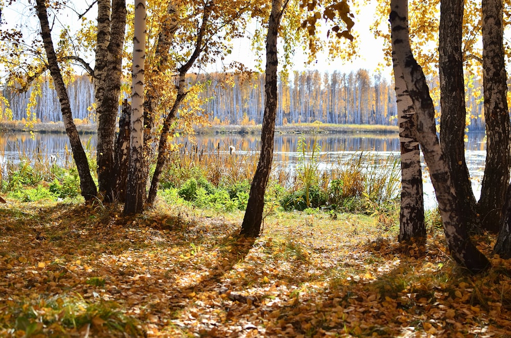 a forest filled with lots of trees next to a lake