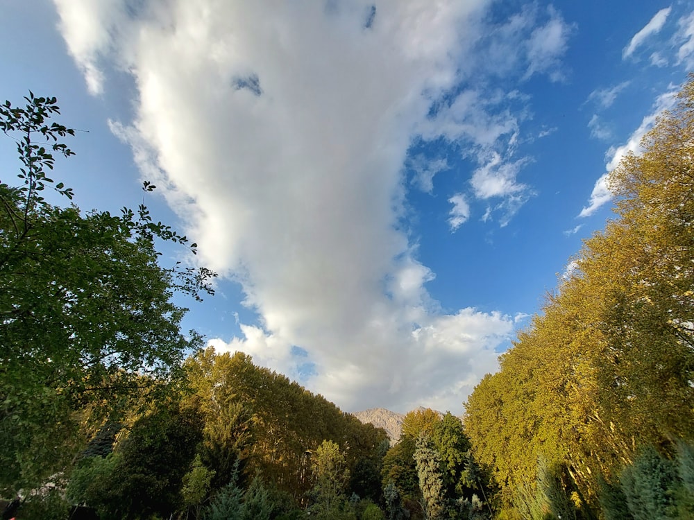 a group of trees that are next to each other