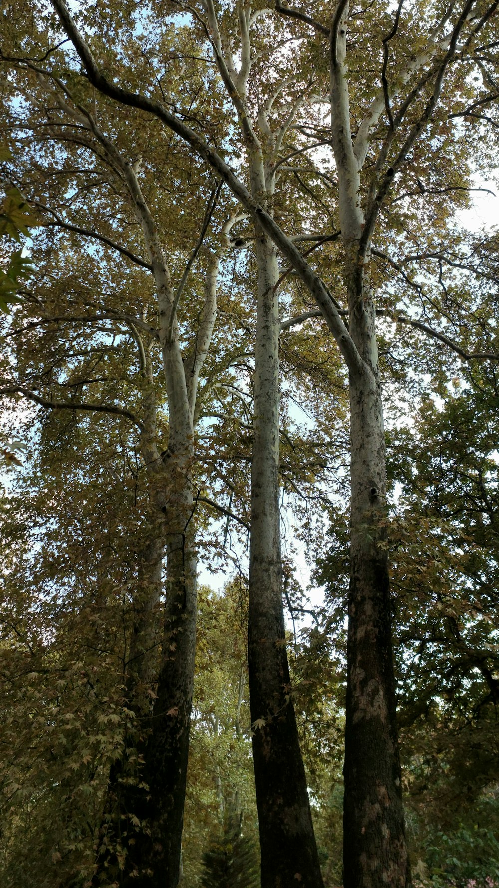 a couple of trees that are standing in the grass