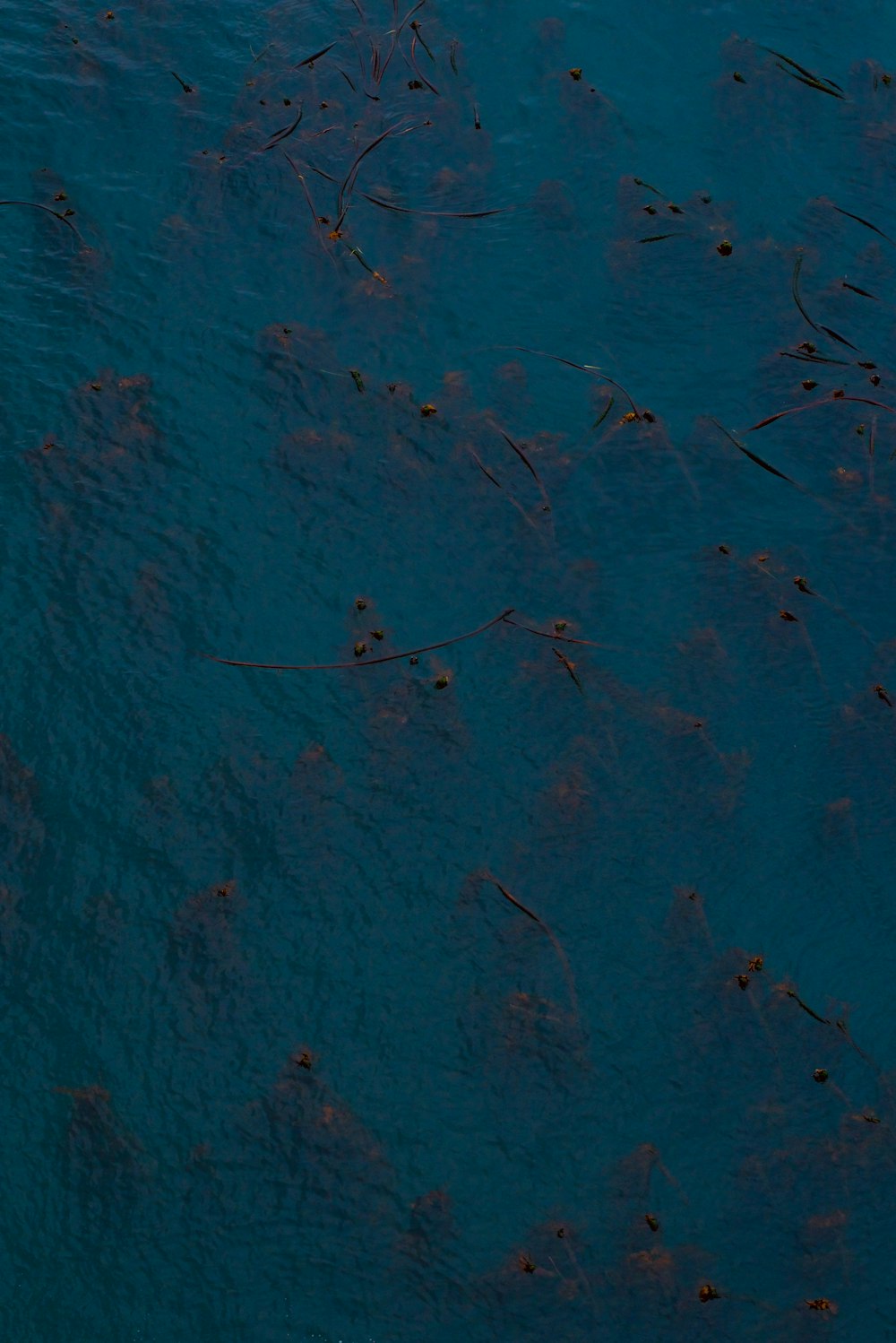 a large amount of seaweed floating on top of a body of water