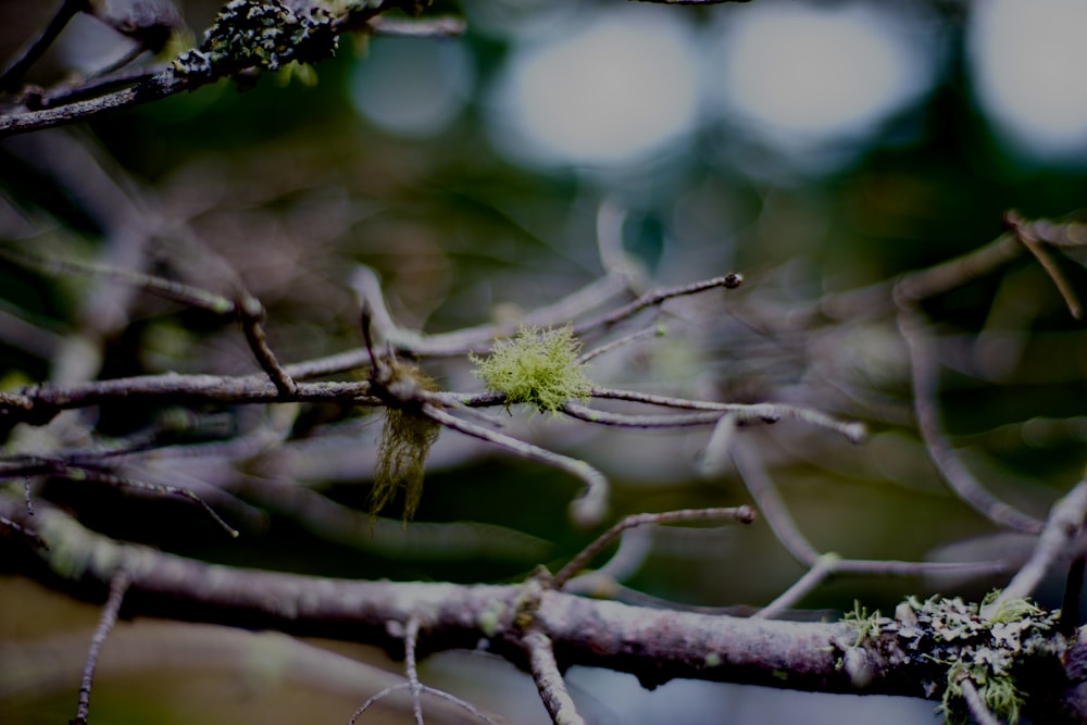 a small bird perched on top of a tree branch