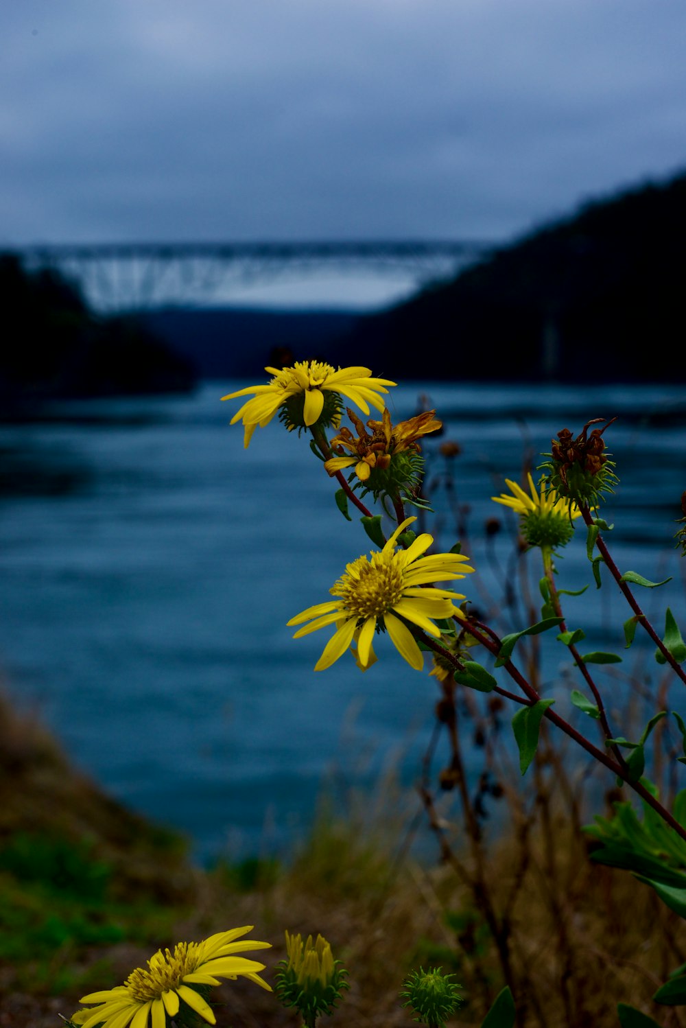 a bunch of yellow flowers near a body of water
