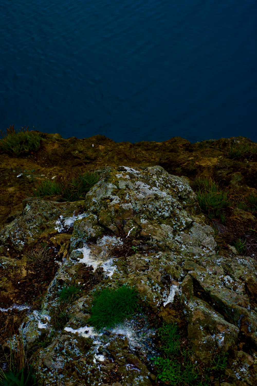 a bird is sitting on a rock by the water