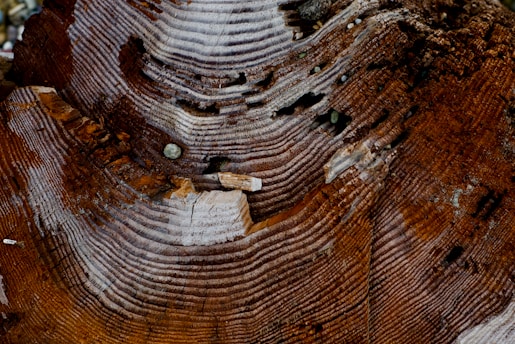 Close-up view of the cross-section of a tree trunk, showing detailed growth rings and patterns. The wood grain is prominently textured with visible grooves and a rich, earthy color. There are small holes and imperfections scattered throughout, adding character to the surface.