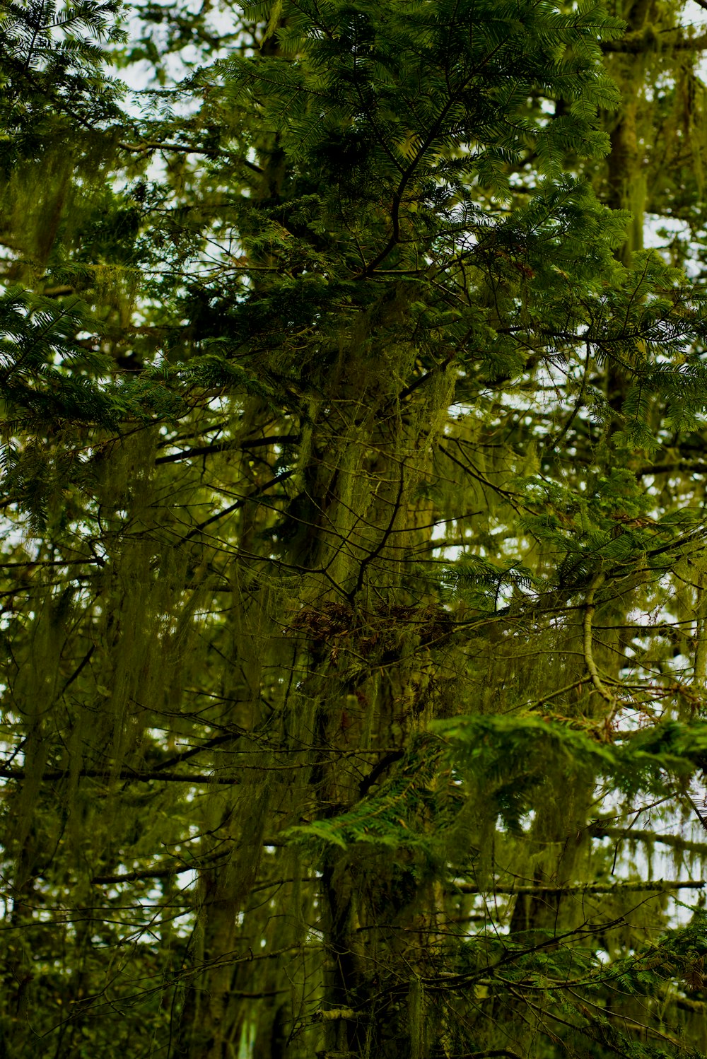 a forest filled with lots of trees covered in moss