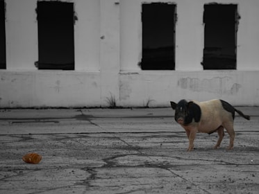 A pig is standing on an empty, cracked paved surface in front of a white, dilapidated wall with several dark and broken windows. There is a discarded, partially eaten croissant or bread roll on the ground near the pig.