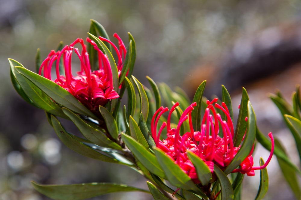 a close up of a red flower on a tree