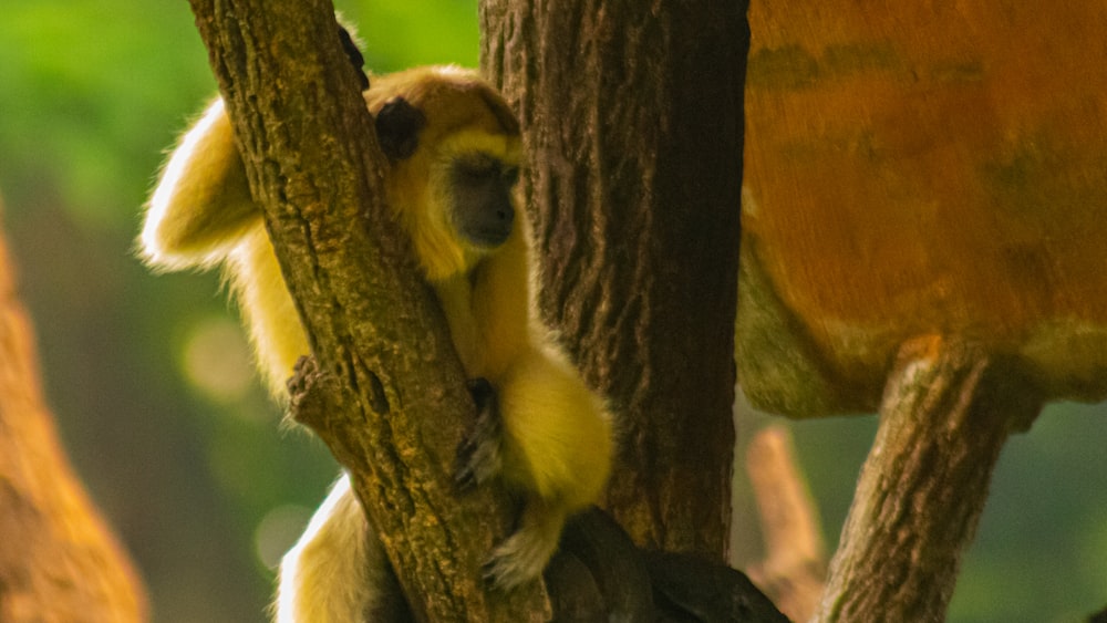 a monkey sitting on a tree branch in a forest