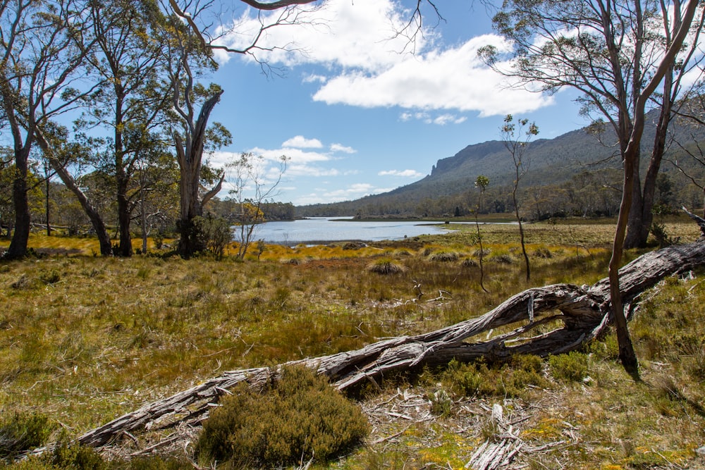 a fallen tree in a field with a lake in the background