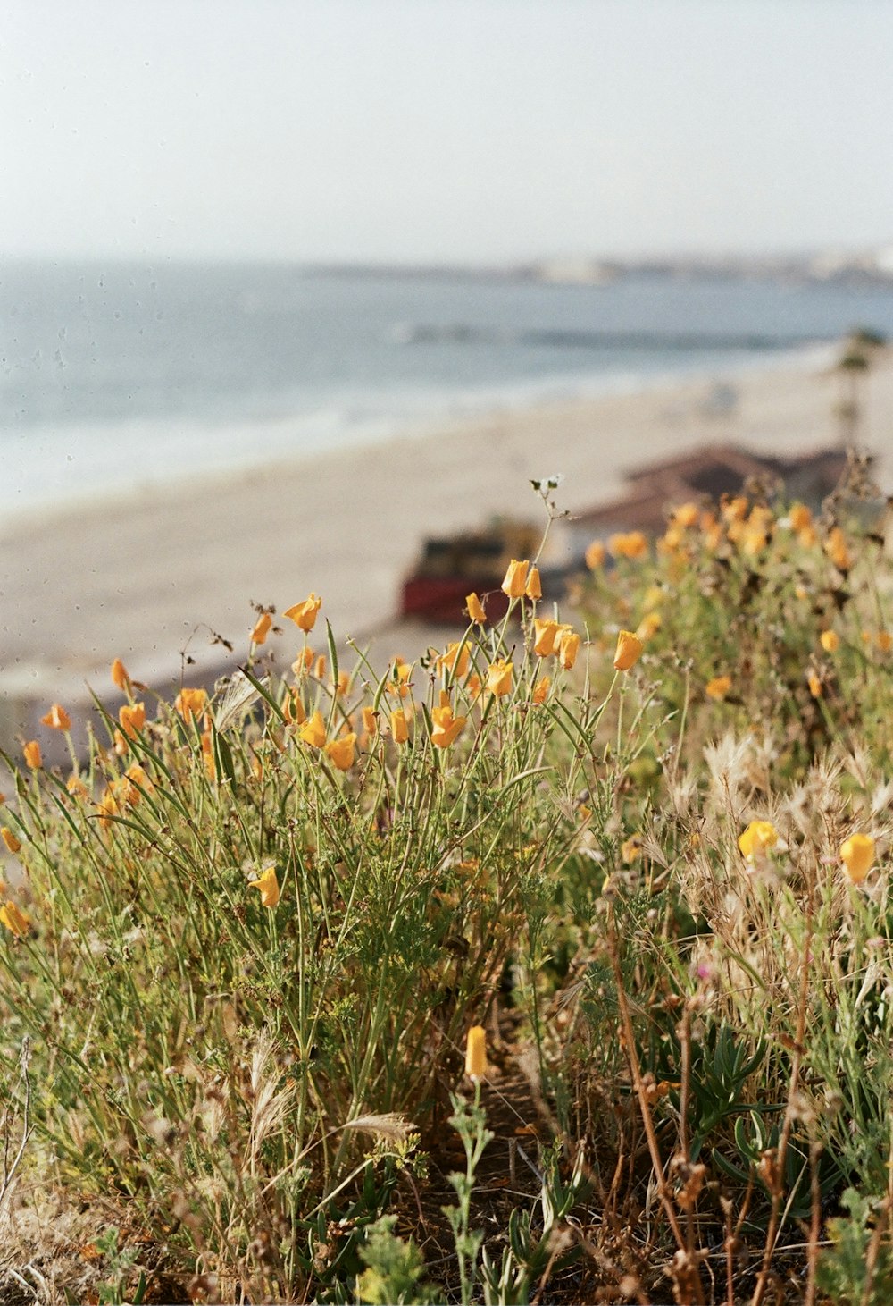 a bunch of flowers that are by the beach