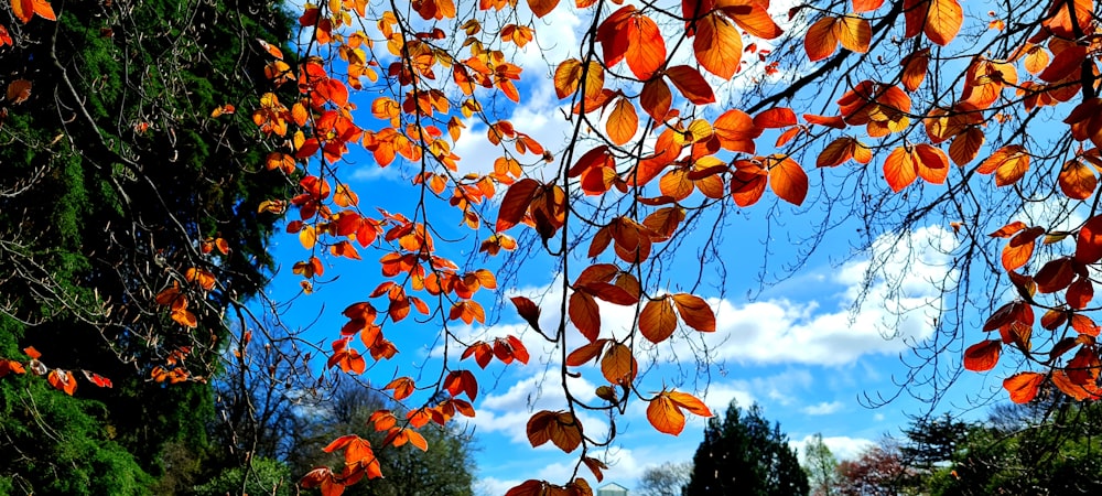 a bench under a tree with orange leaves