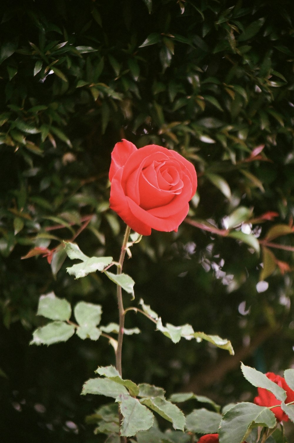 a single red rose with green leaves in the foreground