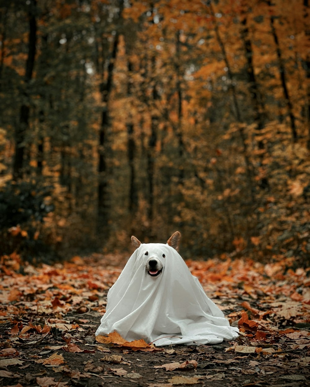 a white dog covered in a white cloth in a forest