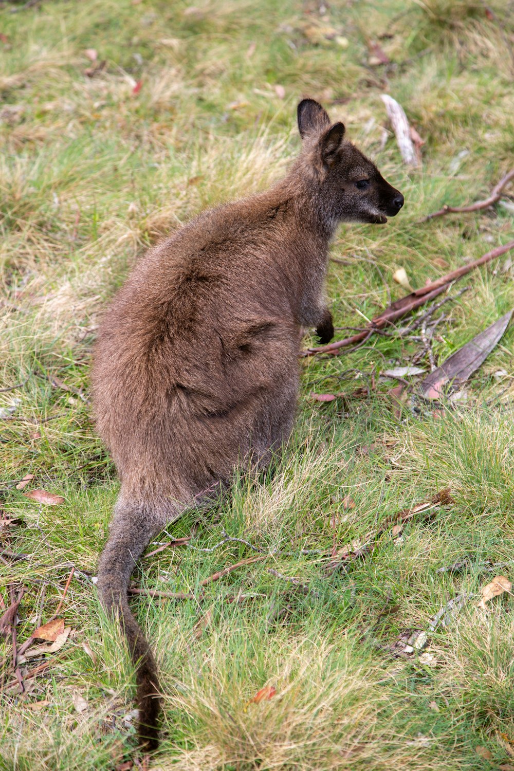 a brown kangaroo sitting on top of a lush green field