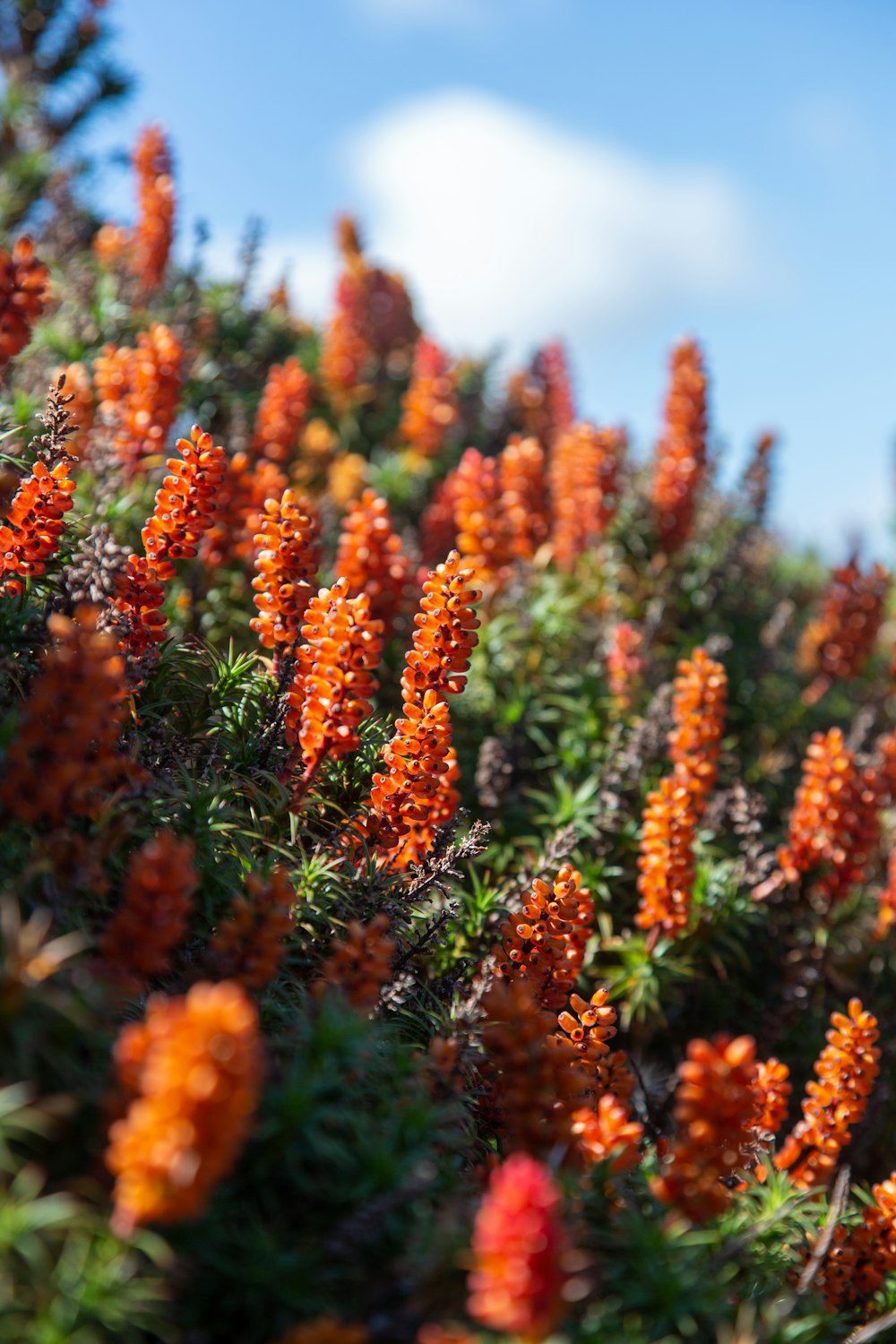 a field of orange flowers with a blue sky in the background