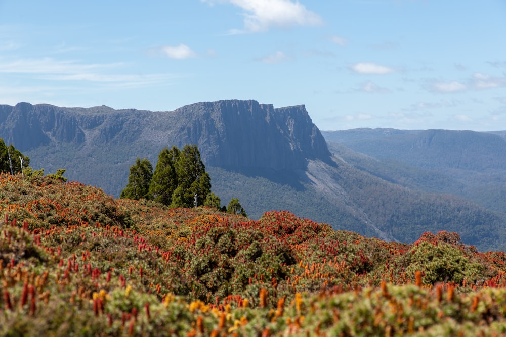 Una vista de una cadena montañosa con árboles en primer plano