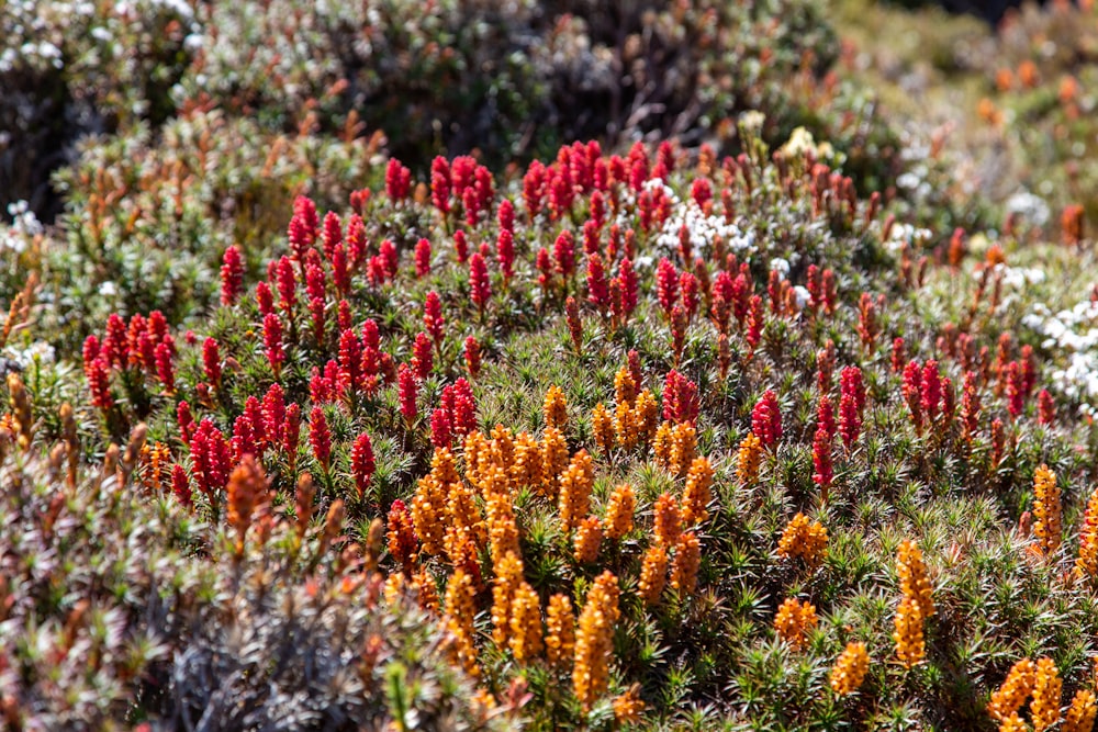 a group of flowers that are in the grass