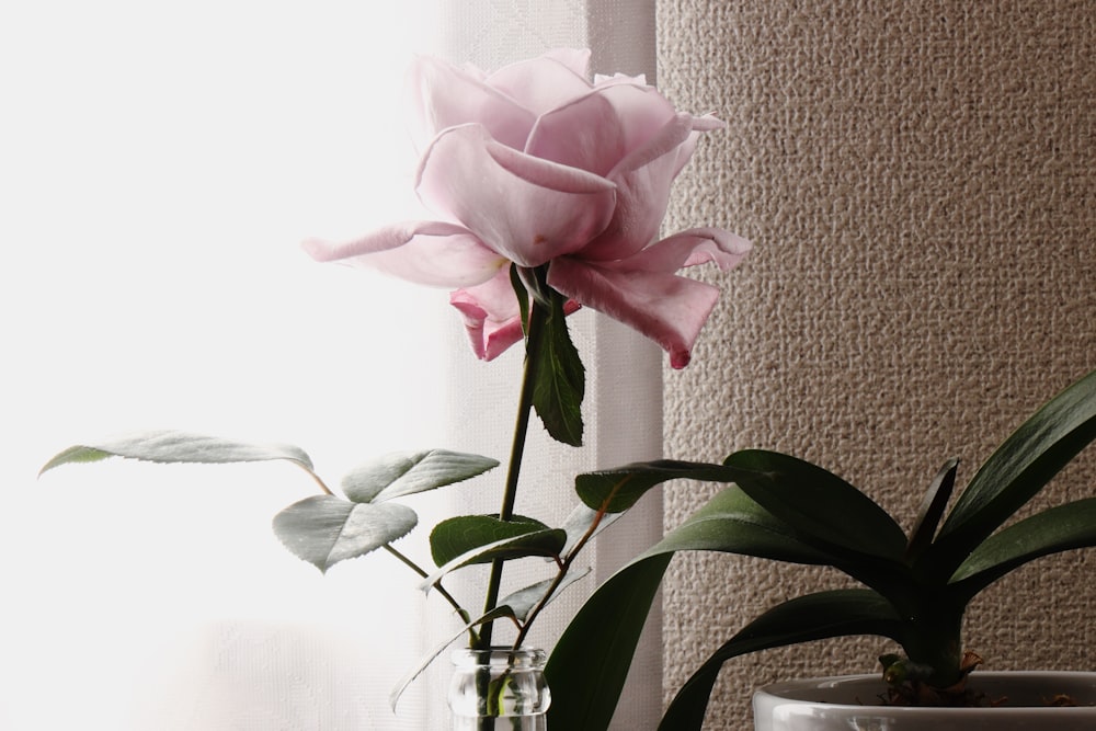 a pink rose sitting in a vase next to another plant