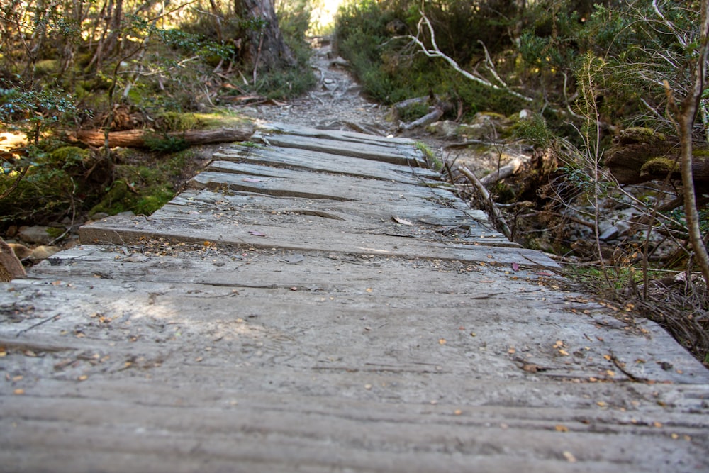 a stone path in the woods with trees in the background