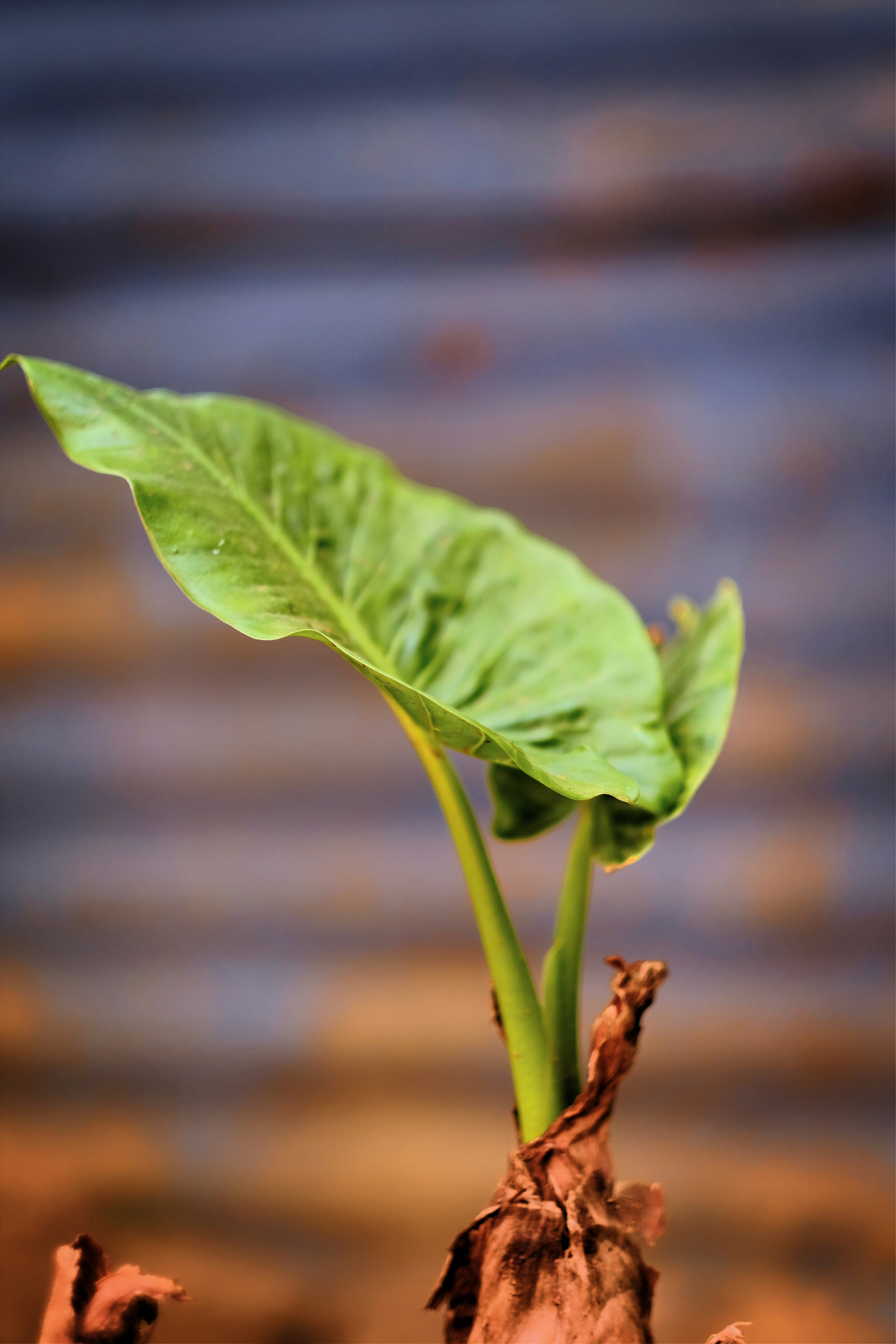 Photo by royalrougepictures