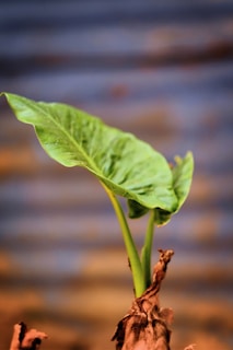 A young green leaf emerging from a brown, dried plant stalk against a softly blurred background. The leaf is vibrant and healthy, indicating new life and growth.