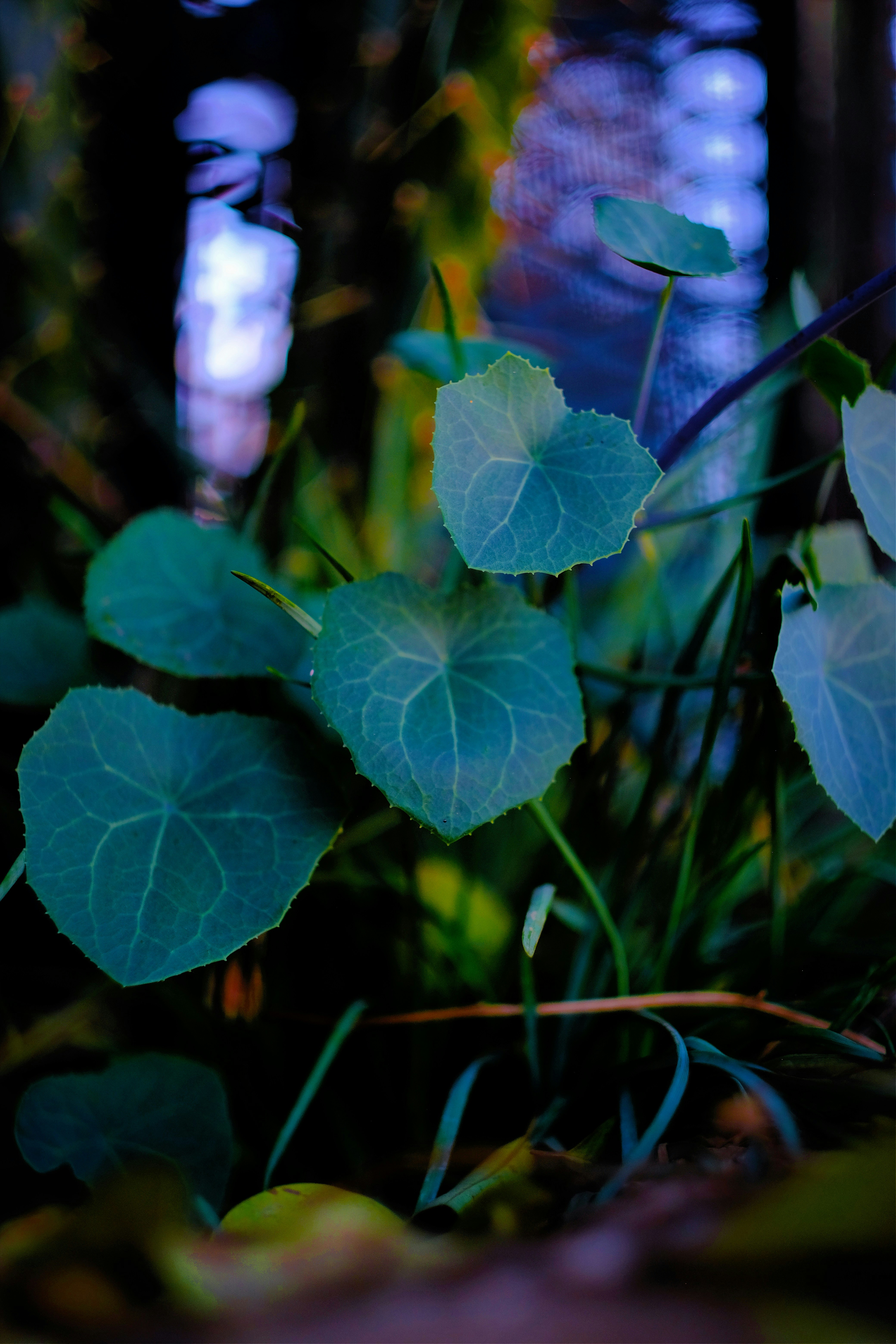 Photo by royalrougepictures