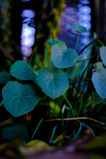 Slow-motion shot of weaving green leaves creating a calming botanical pattern