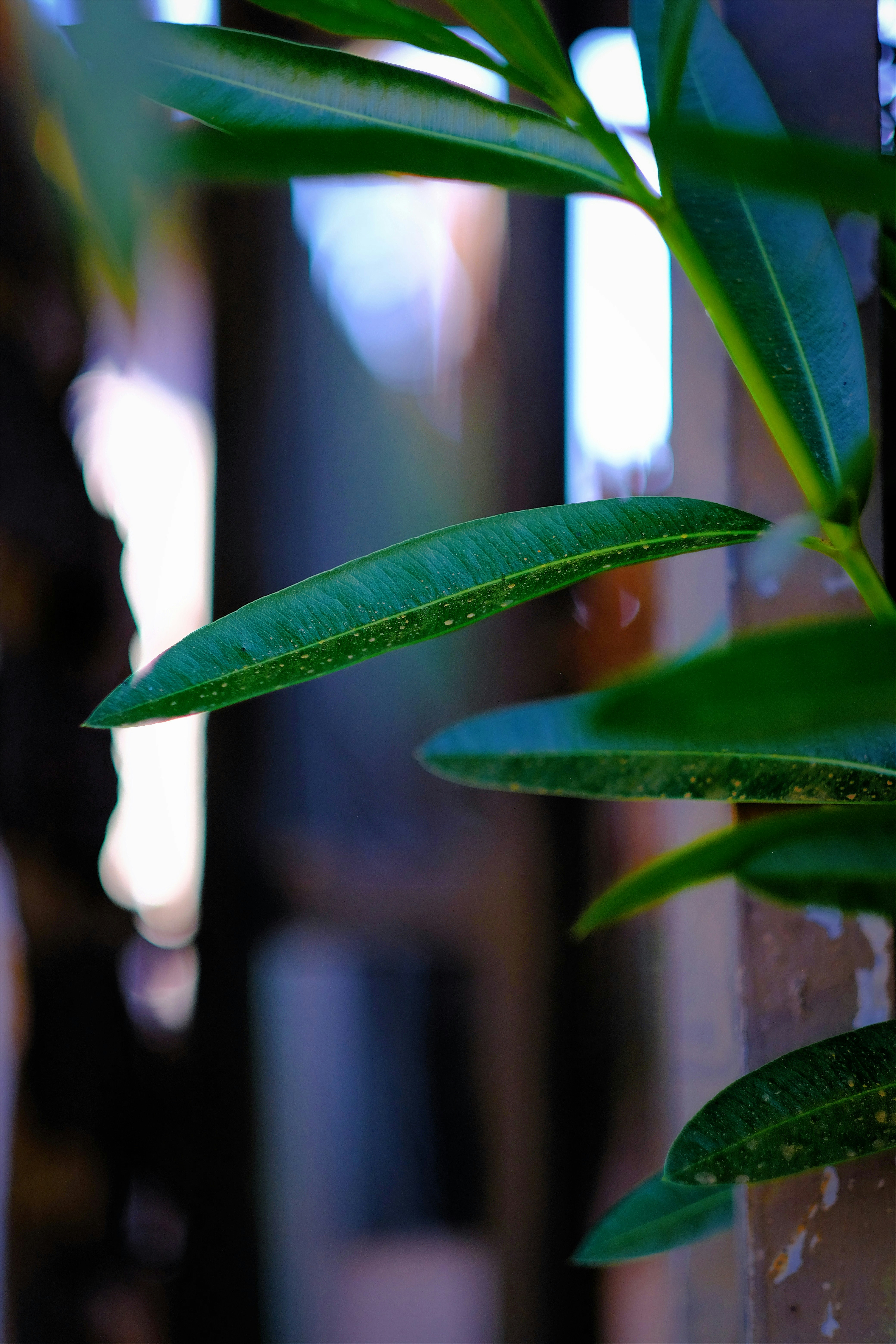 Photo by royalrougepictures