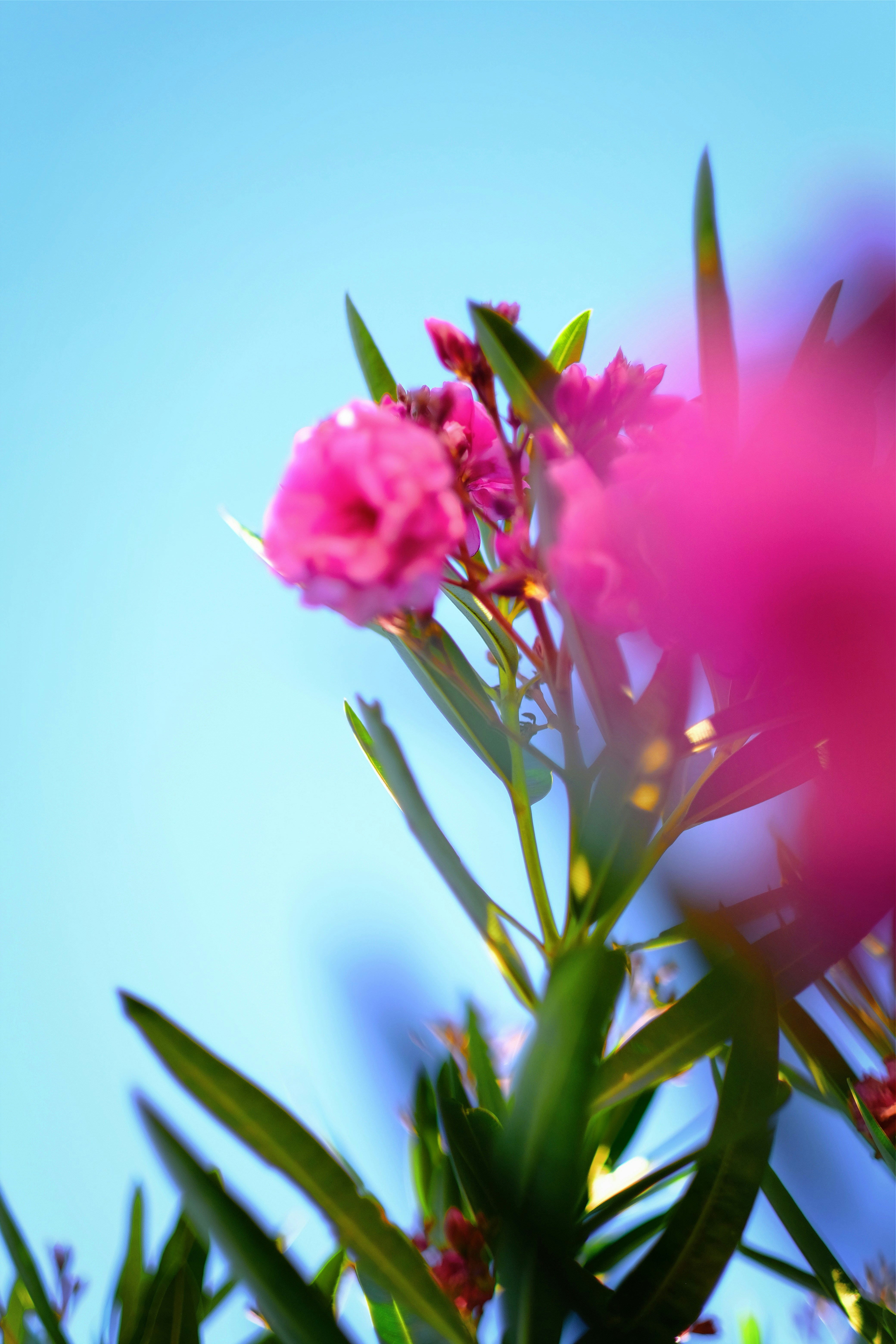 Photo by royalrougepictures